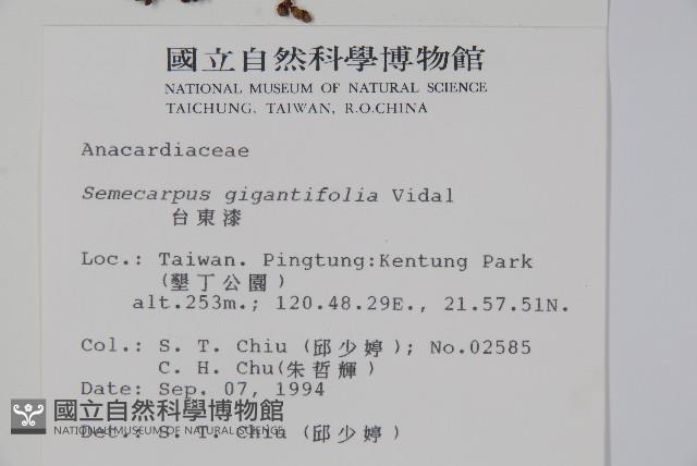 臺東漆樹藏品圖，第2張