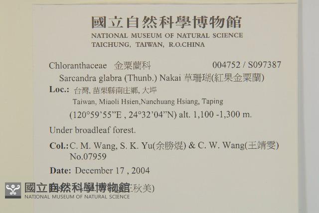 草珊瑚、紅果金粟蘭藏品圖，第2張