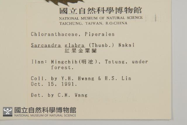 草珊瑚、紅果金粟蘭藏品圖，第2張