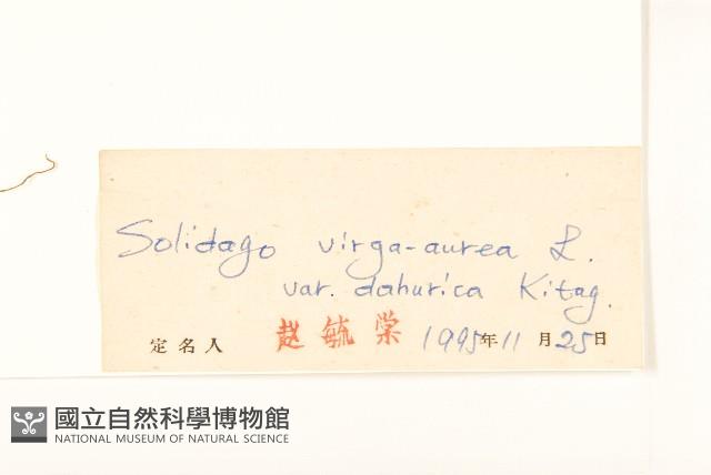 興安一枝黃花藏品圖，第3張