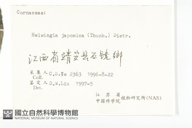青莢葉藏品圖，第3張