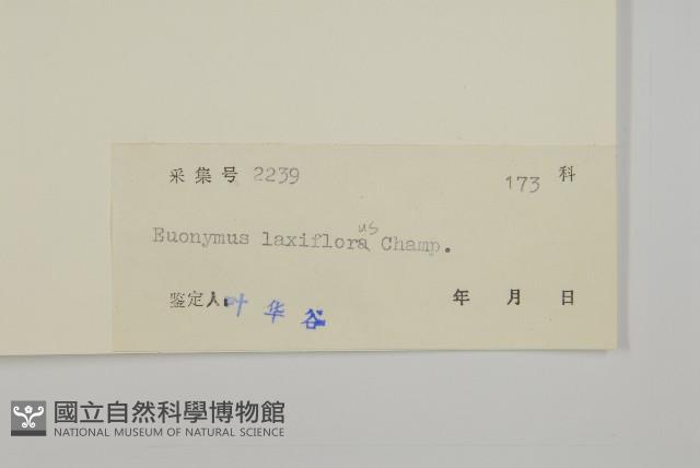 大丁黃藏品圖，第3張