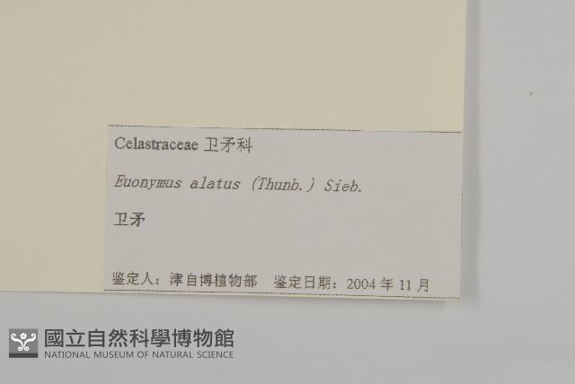 Burning Bush, Corkbush Collection Image, Figure 3, Total 3 Figures