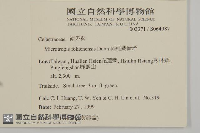 福建賽衛矛、福建假衛矛藏品圖，第2張