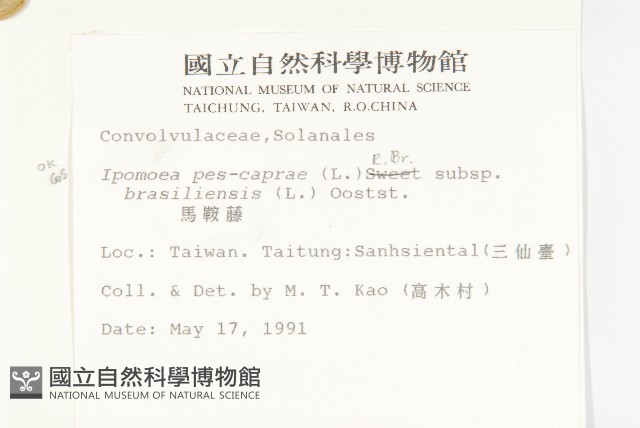 馬鞍藤藏品圖，第2張