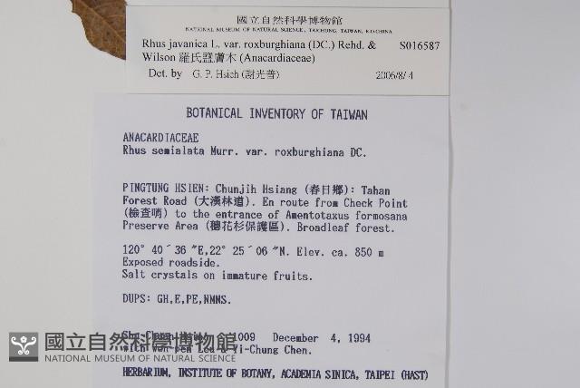 羅氏鹽膚木藏品圖，第2張