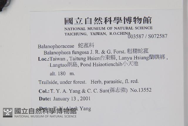 粗穗蛇菰藏品圖，第2張