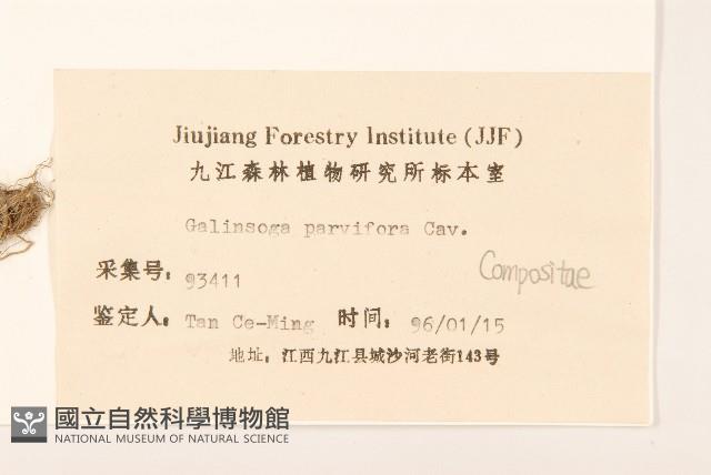 小米菊藏品圖，第3張