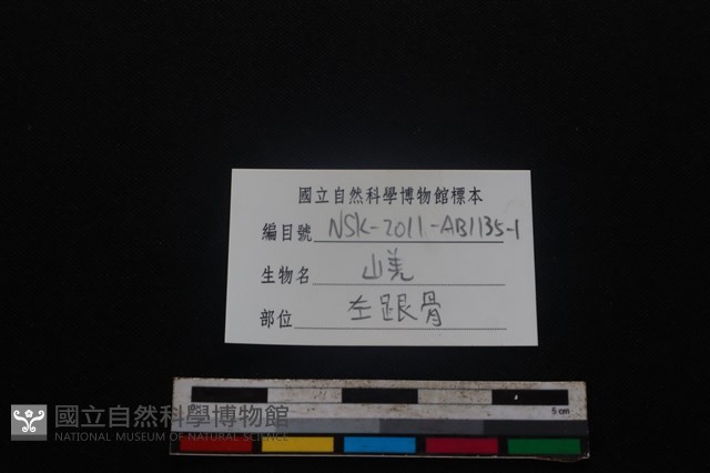 山羌骨藏品圖，第3張
