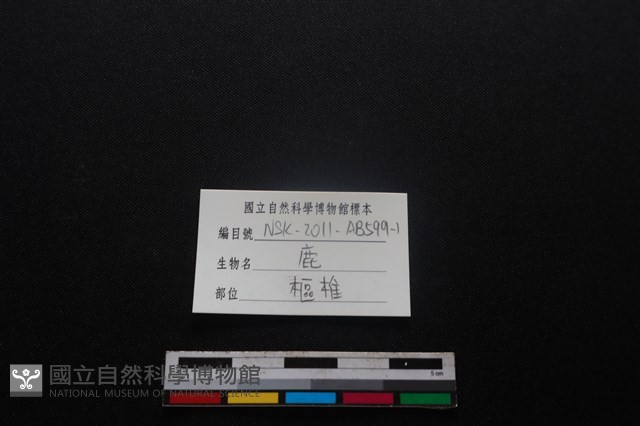 梅花鹿骨藏品圖，第3張