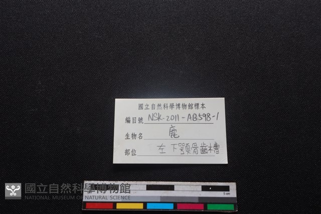 梅花鹿骨藏品圖，第3張