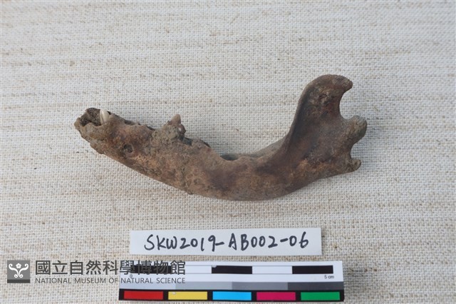 家犬藏品圖，第3張