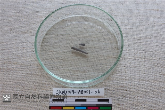 家犬藏品圖，第3張