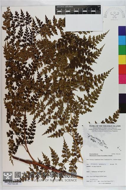 登錄號:P021102藏品圖，第3張