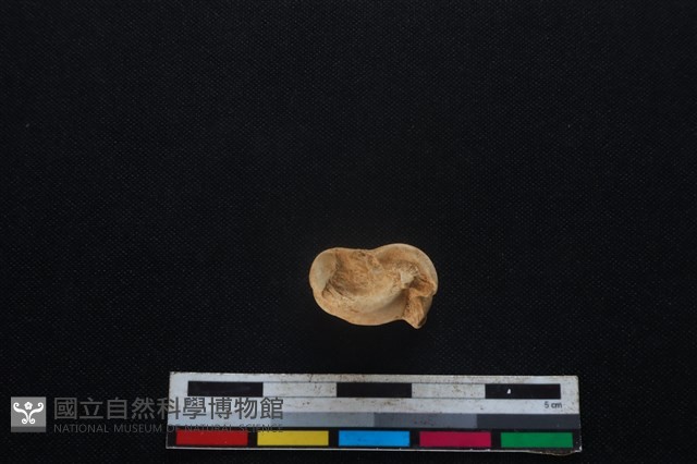 山羌骨藏品圖，第3張