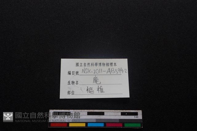 梅花鹿骨藏品圖，第3張