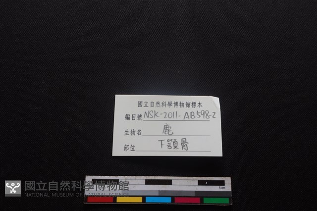 梅花鹿骨藏品圖，第3張