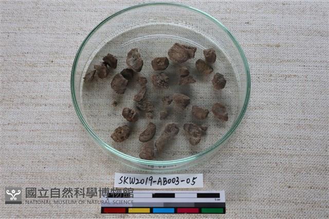 家犬藏品圖，第3張