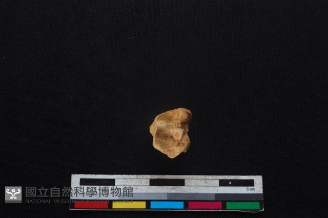 山羌骨藏品圖，第3張