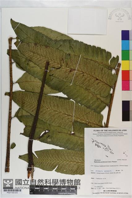 多生菜蕨藏品圖，第3張