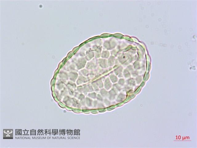 小膜蓋蕨藏品圖，第3張
