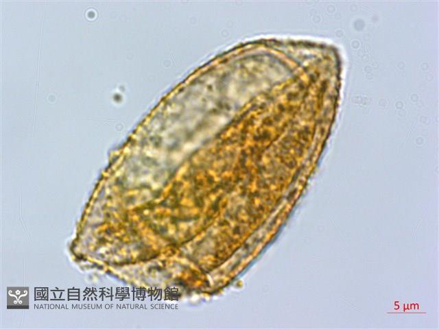 巒大蕨藏品圖，第3張