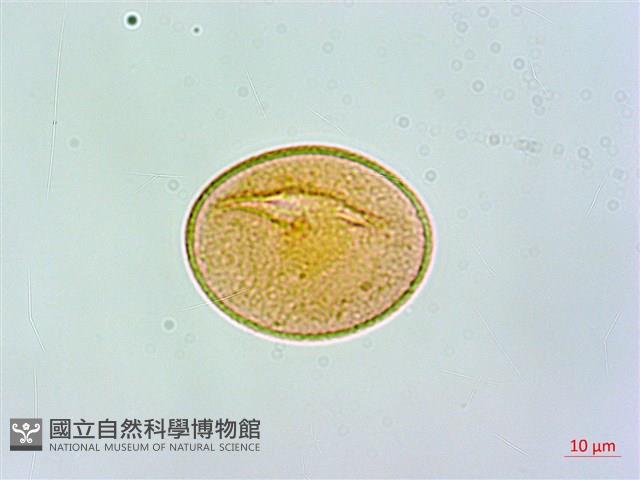 合歡蹄蓋蕨藏品圖，第3張
