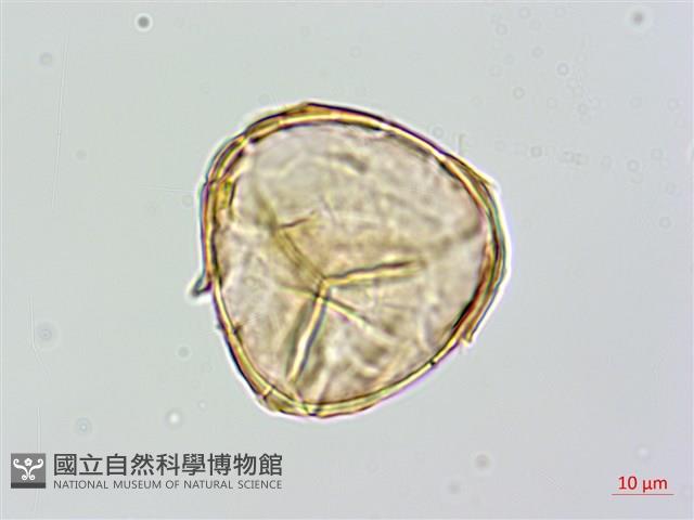 蘭嶼筆筒樹、蘭嶼桫欏藏品圖，第4張