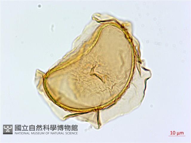 隱脈細柄雙蓋蕨藏品圖，第4張