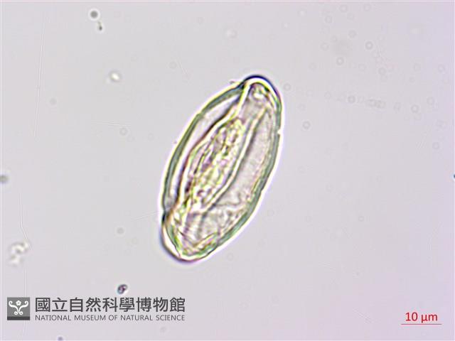 燕尾蕨藏品圖，第3張