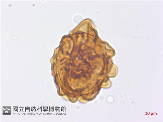 修足腫足蕨藏品圖，第4張