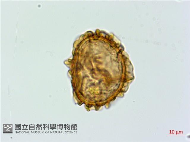 亞蹄蓋蕨藏品圖，第3張