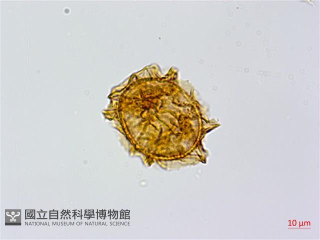 生芽鐵角蕨藏品圖，第4張