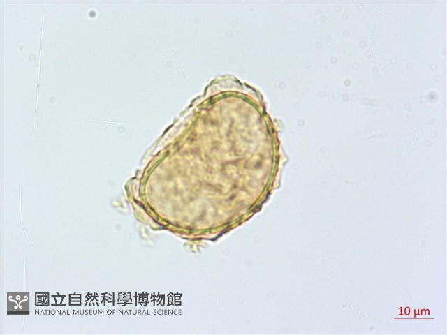南洋山蘇花藏品圖，第4張