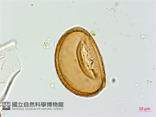 逆葉蹄蓋蕨、逆羽蹄蓋蕨藏品圖，第4張