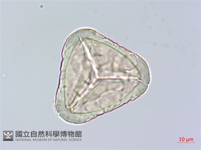 臺灣金狗毛蕨藏品圖，第4張