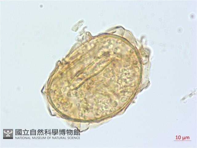 奄美雙蓋蕨藏品圖，第3張