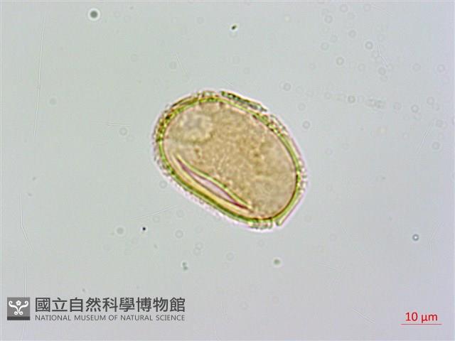 禾稈亮毛蕨藏品圖，第4張