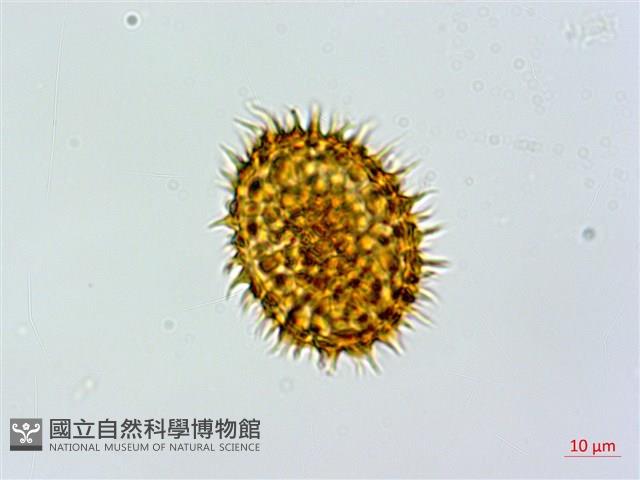 登錄號:P010722藏品圖，第4張