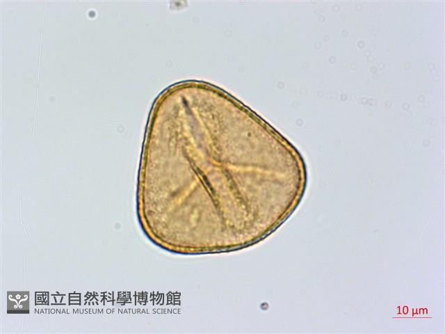 美羽鳳丫蕨藏品圖，第3張