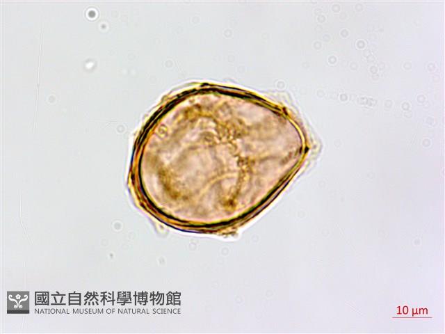裂葉鐵角蕨藏品圖，第4張