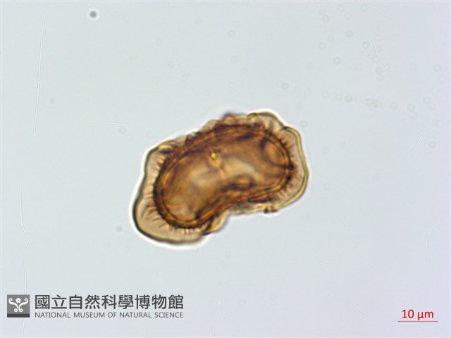 威氏鐵角蕨藏品圖，第4張