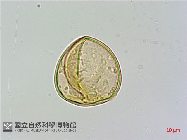 光葉鱗蓋蕨藏品圖，第3張