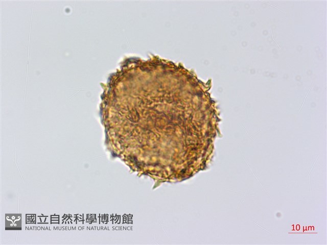 雲南三叉蕨藏品圖，第4張
