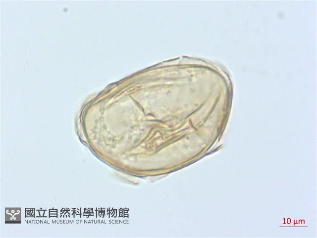 德氏雙蓋蕨藏品圖，第4張