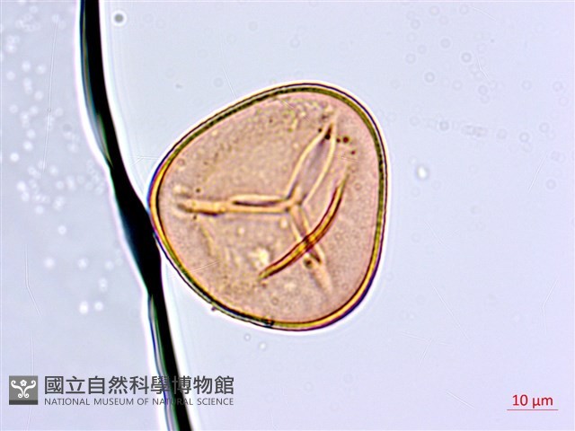 白背鐵線蕨藏品圖，第4張