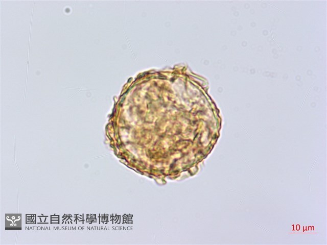 細齒貫眾蕨藏品圖，第4張