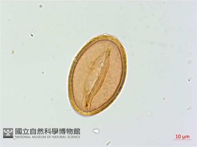 假軸果蹄蓋蕨、毛軸蹄蓋蕨藏品圖，第4張