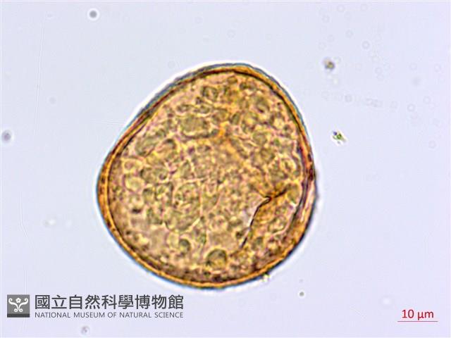 蘭嶼鐵線蕨藏品圖，第4張
