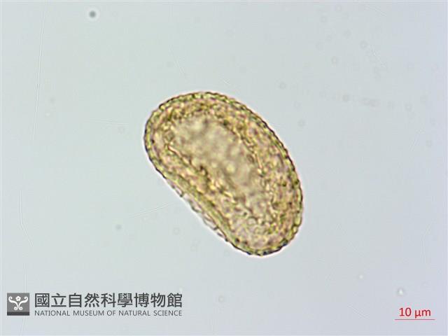 川滇蹄蓋蕨藏品圖，第4張